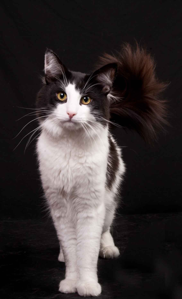 (N) Mestro's Ixion